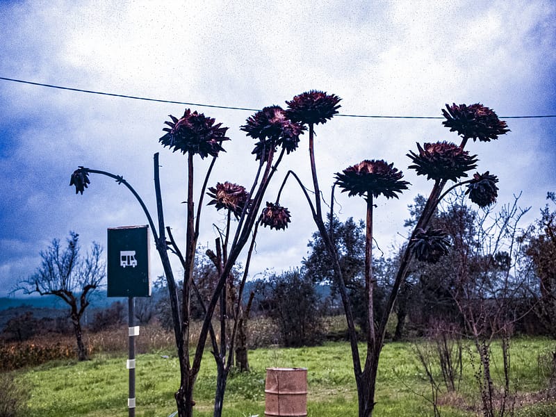 Bloemen?