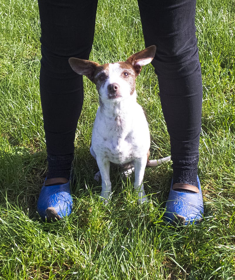 Klompjes en hondje